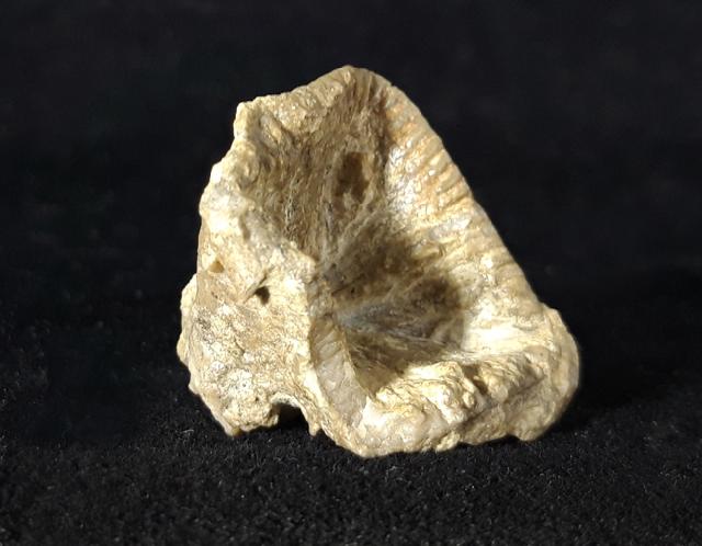 Goniophyllum pyramidale (HISINGER 1831) - Bild © FossNet FossilienStore